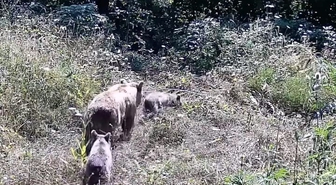 İnegöl'de Fotokapan Yaban Hayatını Görüntüledi