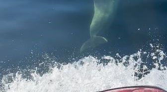 Jet Ski'ye Yunus Eşliği: Marmara'da Renkli Karşılaşma