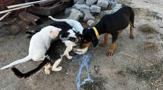 Buldan'da Köpek ve Kedilerin Dostluğu Yürekleri Isıttı