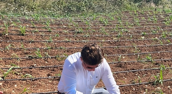 Karadeniz Ereğli'de Maralfalfa Üretimi Başladı