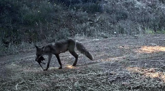 Ganos Dağı'nda Fotokapanlar Yaban Hayatını Görüntüledi