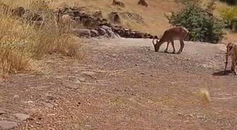 Hekimhan'da Dağ Keçileri Görüntülendi