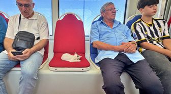 Samsun'da Tramvayda Uyuyan Kedi Yolcuları Isıttı