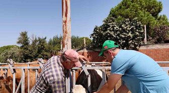 Söke'de Büyükbaş Hayvan Küpe Kontrolü Uyarısı