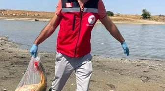 Hayrabolu'da Gölette Toplu Balık Ölümleri: İnceleme Başlatıldı