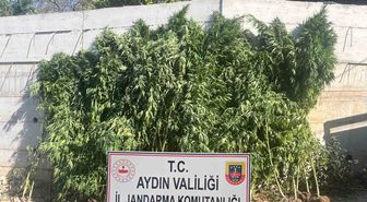 Efeler'de Kenevir Operasyonu: 250 Kök Ele Geçirildi