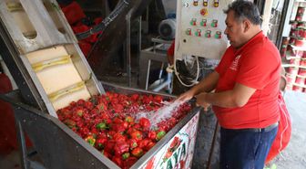 Gaziantep'te Kışlık Biber Salçası Mesaisi Başladı