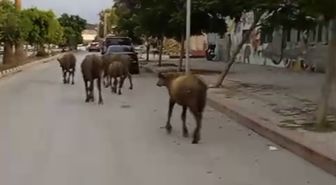 Samandağ'da Başıboş Anguslar Şehir Trafiğine Çıktı