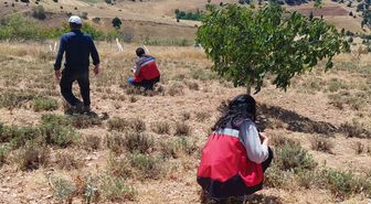 Karbasan'da Organik Adaçayı Üretiminde Denetim