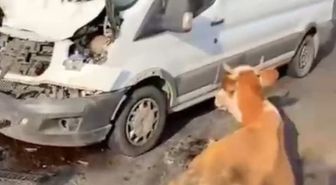 Muş'ta Minibüs İneklere Çarptı: İnekler Son Anda Kesilerek Kurtarıldı