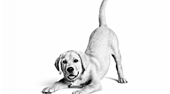 Royal Canin Türkiye’de 10. yılını kutluyor: 6,4 milyon kedi ve köpeğe ulaştı