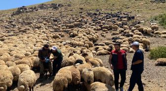 Şırnak'ta yaylalarda hayvan sağlığı için saha çalışmaları sürüyor