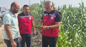 Hatay'da Mısır Hasadı Devam Ediyor: Tarım Müdürü Üreticiyi Ziyaret Etti