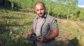 Kütahya'da Aronya Hasadı: 1 Ton Rekolte Beklentisi