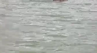 Sarıkamış'ta Boz Ayı Barajda Yüzdü