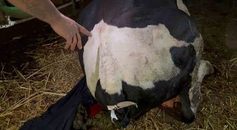 Kaynarca'da Dananın Kuyruğunu Baltayla Kesti İddiası