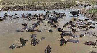 Budaklı Köyünde Mandalar Suya Girerek Afrika Belgesellerini Aratmadı