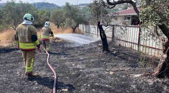 Defne'de zeytinlik yangını kontrol altında