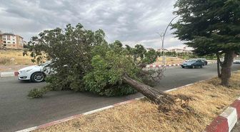 Van'da Fırtına Ağaçları Söktü, Trafik Aksamaları Yaşandı