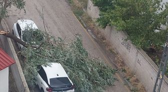Fırtınada devrilen ağaç iki araca zarar verdi