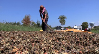 Karadeniz'de fındık hasadı sonrası kurutma mesaisi: Sahil yolunda nöbet