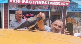 Kasabın iyileştirdiği karga, dükkanın müdavimi oldu