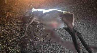 Geyik Otomobilin Çarpması Sonucu Telef Oldu