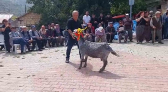 Mersin'de İlk Keçi Güzellik Yarışması
