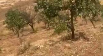 Siirt'te Yaban Domuzları Fıstık Bahçelerine Zarar Veriyor