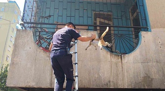 Antalya'da Yangın: Hamile Kedi Kurtarıldı