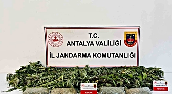 Alanya'da Uyuşturucu Operasyonu: 24 Kök Kenevir ve 2 Kilo 642 Gram Esrar Ele Geçirildi