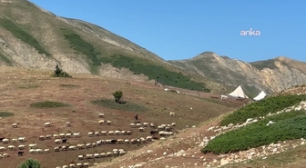 Yaylada 600 koyuna bakıp KPSS'ye hazırlanıyor: 'Coğrafya kaderdir'