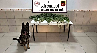 Erzincan'da Uyuşturucu Operasyonu: 227 Kök Kenevir Ele Geçirildi, 2 Tutuklama