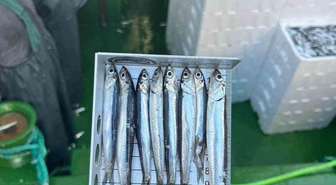 Didim'de Su Ürünleri Denetimi ve Balık Boy Ölçümü