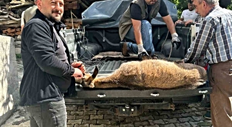 Şavşat'ta Bitkin Yaban Keçisi Koruma Altına Alındı