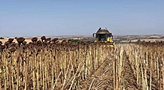 Hayrabolu'da ayçiçeği hasadı başladı