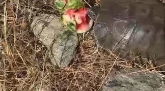 Susamış Kaplumbağaya Karpuz İkramı