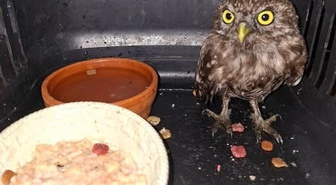 Kedi Saldırısından Kurtarılan Yavru Baykuş Yetkililere Teslim Edildi