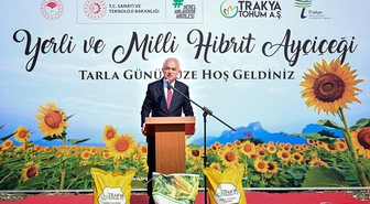 Kırklareli'nde Yerli Hibrit Ayçiçeği Hasadı