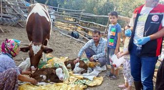 Muğla'da Yeni Doğan Buzağı Bakımı Projesi Hayata Geçirildi