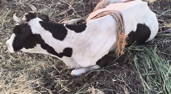 Bataklığa Düşen İnek İtfaiye Ekiplerince Kurtarıldı