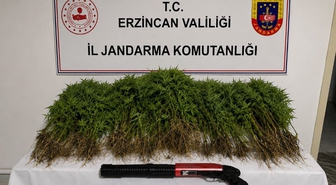 Erzincan'da Uyuşturucu Operasyonu: 174 Kök Kenevir Ele Geçirildi, 1 Tutuklama