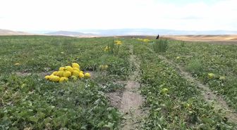 Yozgat'ta kavun hasadı başladı: Üretici fiyattan dertli