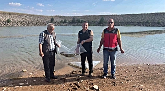 Konya'da göletlere 60 bin yavru sazan bırakıldı