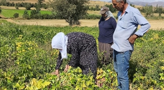 Coğrafi işaretli beyaz kuru fasulye hasadı başladı: Bu lezzet servet değerinde