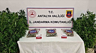 Gazipaşa'da Esrar Operasyonu: 1 Tutuklama