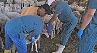 Köşk'te küçükbaş hayvanlara kimlik çalışması