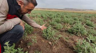 Patnos'ta Emekli Müteahhit Ada Çayı ile Alternatif Tarımda İddialı