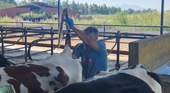 Söke'de hastalıktan ari işletmelere rutin sağlık kontrolü
