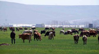 Erzurum'da Hayvancılık Destekleme Başvuruları Başladı: Son Tarih 1 Aralık